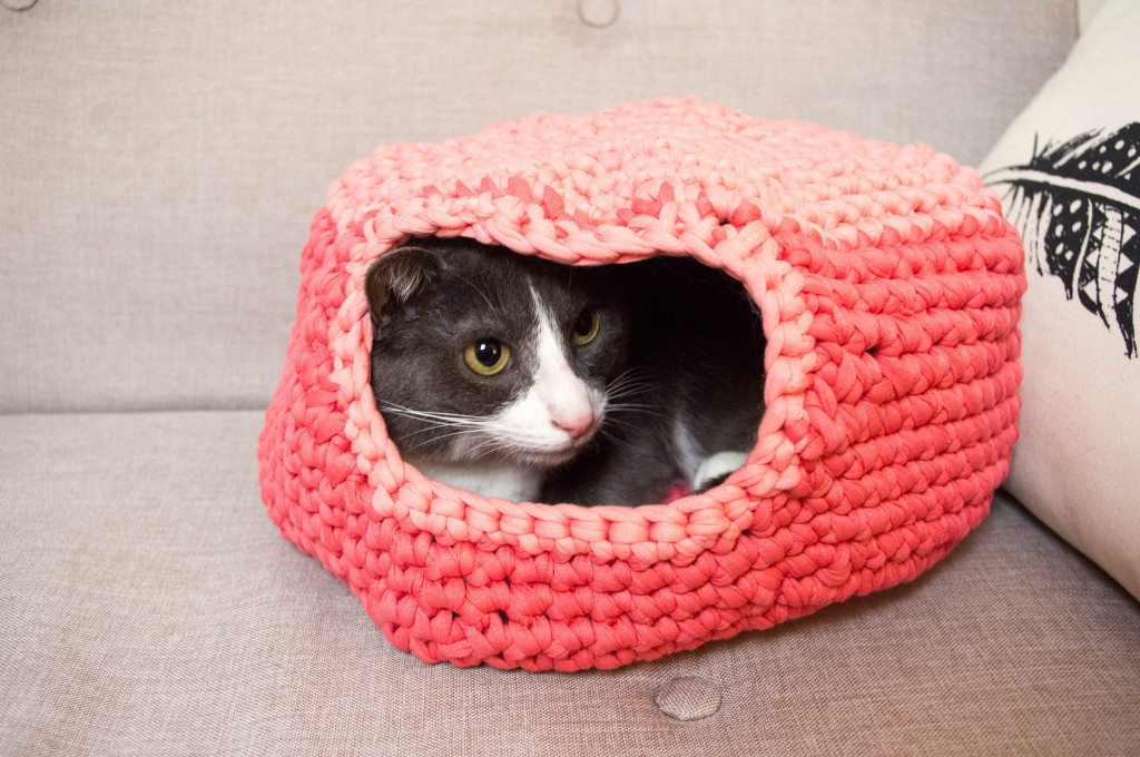 igloo à chat